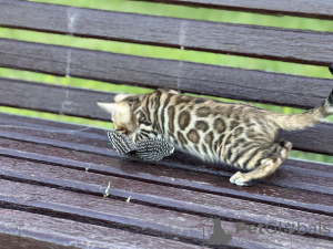 Фото №2 к объявлению №40295 о продаже бенгальская - купить в Италии частное объявление, из питомника, заводчик