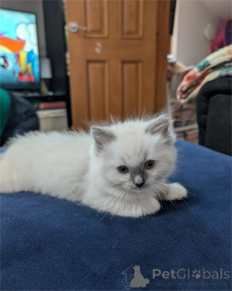 Фото №1. рэгдолл - купить в Дитценбах за 32468₽. Объявление №154586