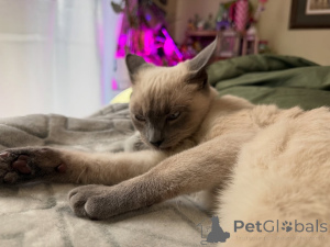 Фото №2 к объявлению №158836 о продаже сиамская - купить в Франции заводчик