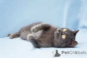 Фото №4. Продам  в Москва  - цена Бесплатно