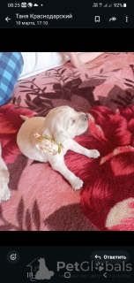 Фото №2 к объявлению №136417 о продаже золотистого ретривера - купить в России заводчик