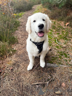Фото №1. золотистый ретривер - купить в Плохой Вильбел за договорная. Объявление №157843