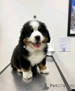 Фото №3. Wunderschöner Berner Sennenhundwelpe sucht ein neues Zuhause!.  Германия