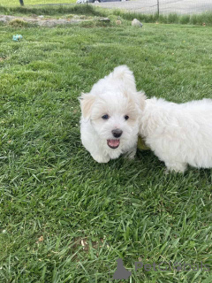 Фото №1. мальтипу - купить в Берлине за 83490₽. Объявление №149850