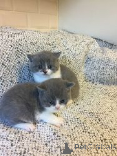 Фото №1. британская короткошёрстная - купить в Barsbüttel за 27830₽. Объявление №160184