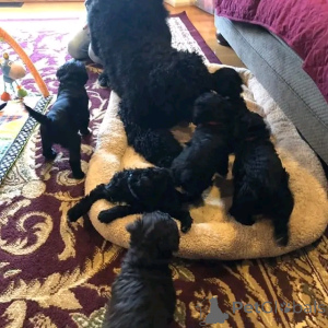 Фото №4. Продажа португальскую водяную собаку в Берлине заводчик - цена 92767₽