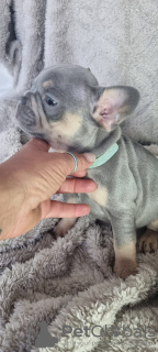 Фото №2 к объявлению №130491 о продаже французского бульдога - купить в Финляндии частное объявление