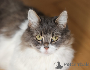 Фото №3. Мудрая Плюша в добрые руки.. Россия