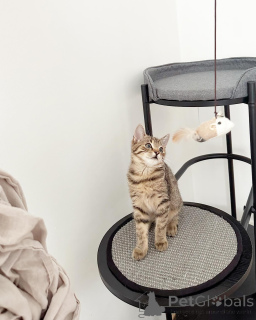 Фото №1. европейская короткошерстная - купить в Маннхейм за договорная. Объявление №158216