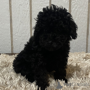 Фото №3. Пудель сука, 12 недель, готова к поездке домой..  Великобритания