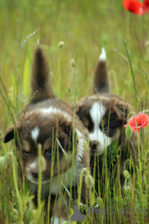 Фото №4. Продажа миниатюрная американская овчарка в Gdynia частное объявление, заводчик - цена 185534₽