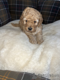 Фото №2 к объявлению №163999 о продаже пуделя (той) - купить в США 