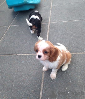 Фото №3. Adorable Cavalier King Charles Puppies for free adoption.  Германия