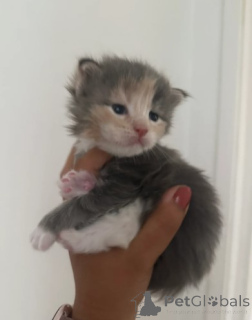 Фото №2 к объявлению №160420 о продаже мейн-кун - купить в Финляндии заводчик