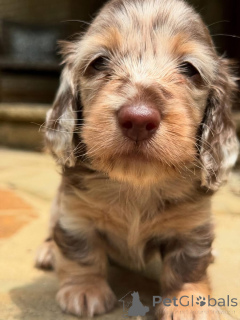 Фото №2 к объявлению №161818 о продаже  - купить в Швейцарии заводчик