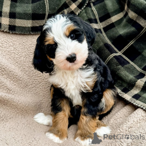 Фото №4. Продажа лабрадудля в Трали частное объявление - цена договорная