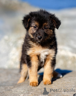 Фото №3. Щенки ищут тёплый дом и любящее сердце!.  Россия