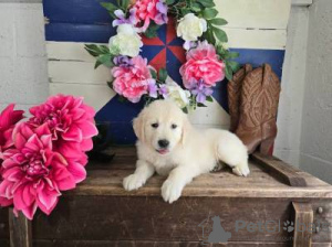 Фото №2 к объявлению №126882 о продаже золотистого ретривера - купить в Португалии 