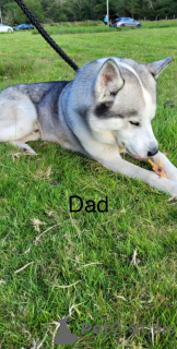 Фото №4. Продажа сибирского хаски в Андорра Ла Велла  - цена 31454₽