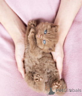 Фото №2 к объявлению №137793 о продаже британская короткошёрстная - купить в США частное объявление