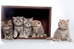 Дополнительные фото: Британские котята мраморных и пятнистых окрасов