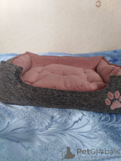 Фото №3. Лежанки (спальное место, домик, лежак ) для животных собак, кошек и т.д. в Украине