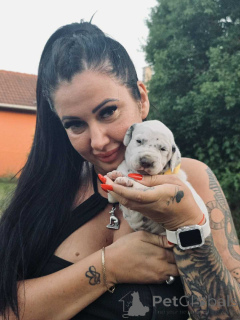 Фото №3. Dalmatian Puppy FCI Pedigree.  Венгрия