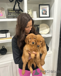 Фото №4. Продажа золотистого ретривера в Budapest частное объявление, заводчик - цена договорная