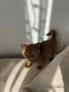 Фото №3. Высококачественные британские короткошерстные котята уже в продаже. Германия