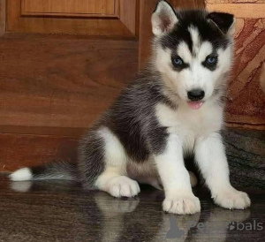 Фото №2 к объявлению №161133 о продаже  - купить в Греции 