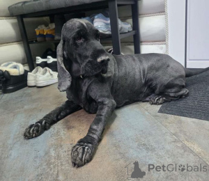 Фото №2 к объявлению №160705 о продаже английского кокер-спаниеля - купить в России частное объявление