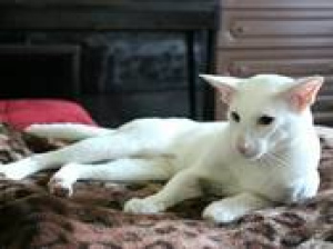 Фото №1 Услуга вязки - порода ориентальная кошка. Цена 6363руб