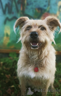 Фото №3. Замечательная Лиза в добрые руки..  Россия