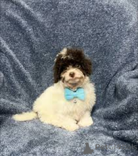 Фото №3. Очаровательные чипсы Cavapoo в продаже.  Франция