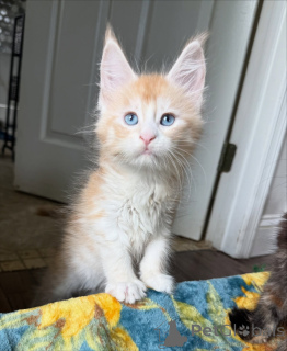 Фото №4. Продам мейн-куна в Следующий частное объявление - цена 62908₽