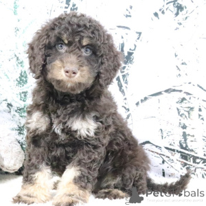 Фото №1. золотистый ретривер - купить в Лондонский Сити за договорная. Объявление №160903
