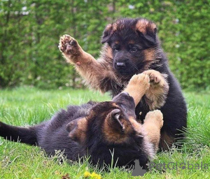 Фото №1.  - купить в Херванта за договорная. Объявление №162116