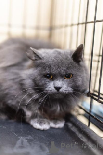 Фото №2 к объявлению №159244 о продаже  - купить в России из приюта