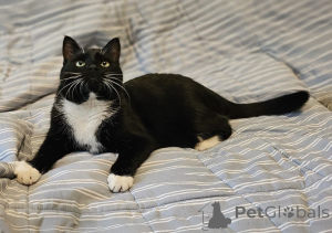 Фото №4. Продам  в Минске частное объявление - цена Бесплатно