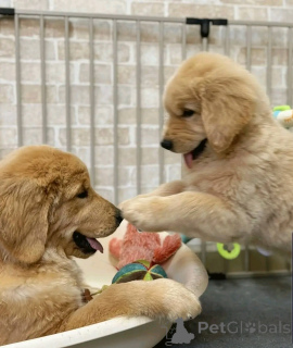 Фото №2 к объявлению №137948 о продаже золотистого ретривера - купить в Германии заводчик