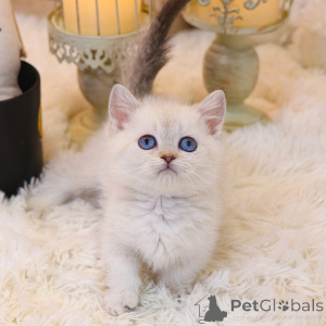 Фото №1. манчкин - купить в Калифорния за 34498₽. Объявление №152256