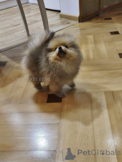 Фото №3. Настоящий, компактный померанский шпиц с родословной FCI..  Грузия