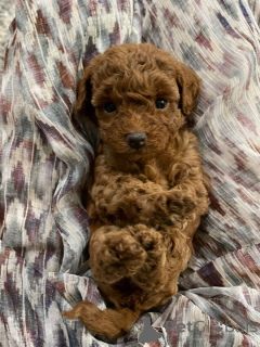 Фото №3. Пудель(королевский).  Германия