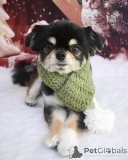 Фото №4. Продажа чихуахуа в Мюнхене из приюта, заводчик - цена 37107₽