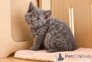 Фото №1. селкирк рекс короткошёрстный - купить в Dettenheim за 32468₽. Объявление №177578