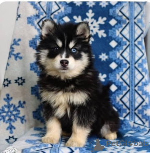 Фото №3. Гав! Гав! Привет! Посмотрите на мои пронзительные глаза и пушистые уши! Нежными.  Великобритания