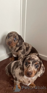 Фото №1. такса - купить в Андерлю за Бесплатно. Объявление №166519