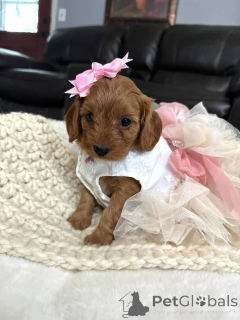 Фото №3. Дом декана Джанет Кей.  США