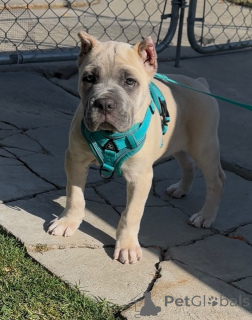 Фото №1. кане-корсо - купить в Ниже за 64937₽. Объявление №158578