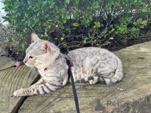 Фото №2 к объявлению №152548 о продаже бенгальская - купить в Германии частное объявление